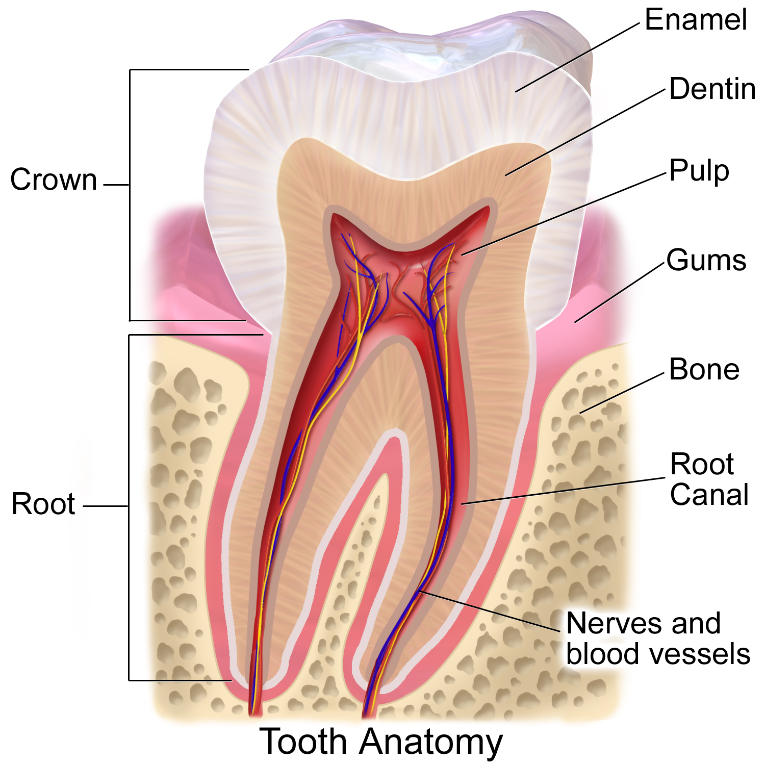 Anatomie d'une dent humaine montrant l'email, la dentine et la pulpe